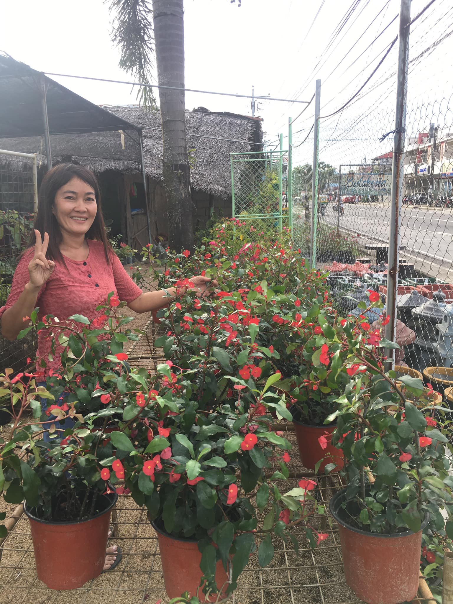 Bulakeña Garden plant display