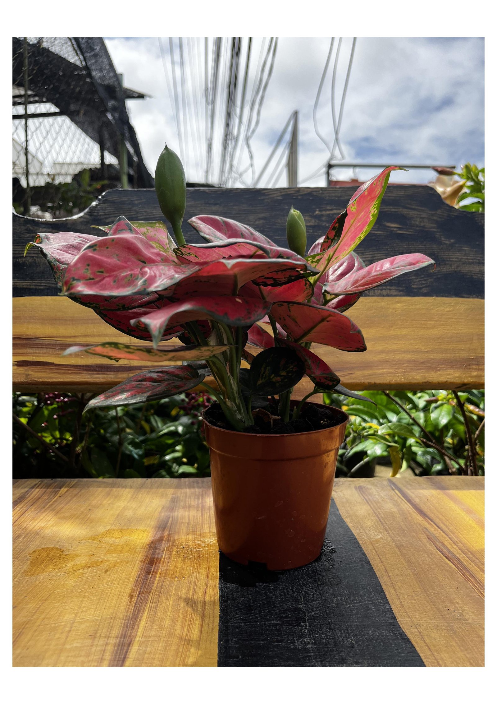 Chinese Evergreen