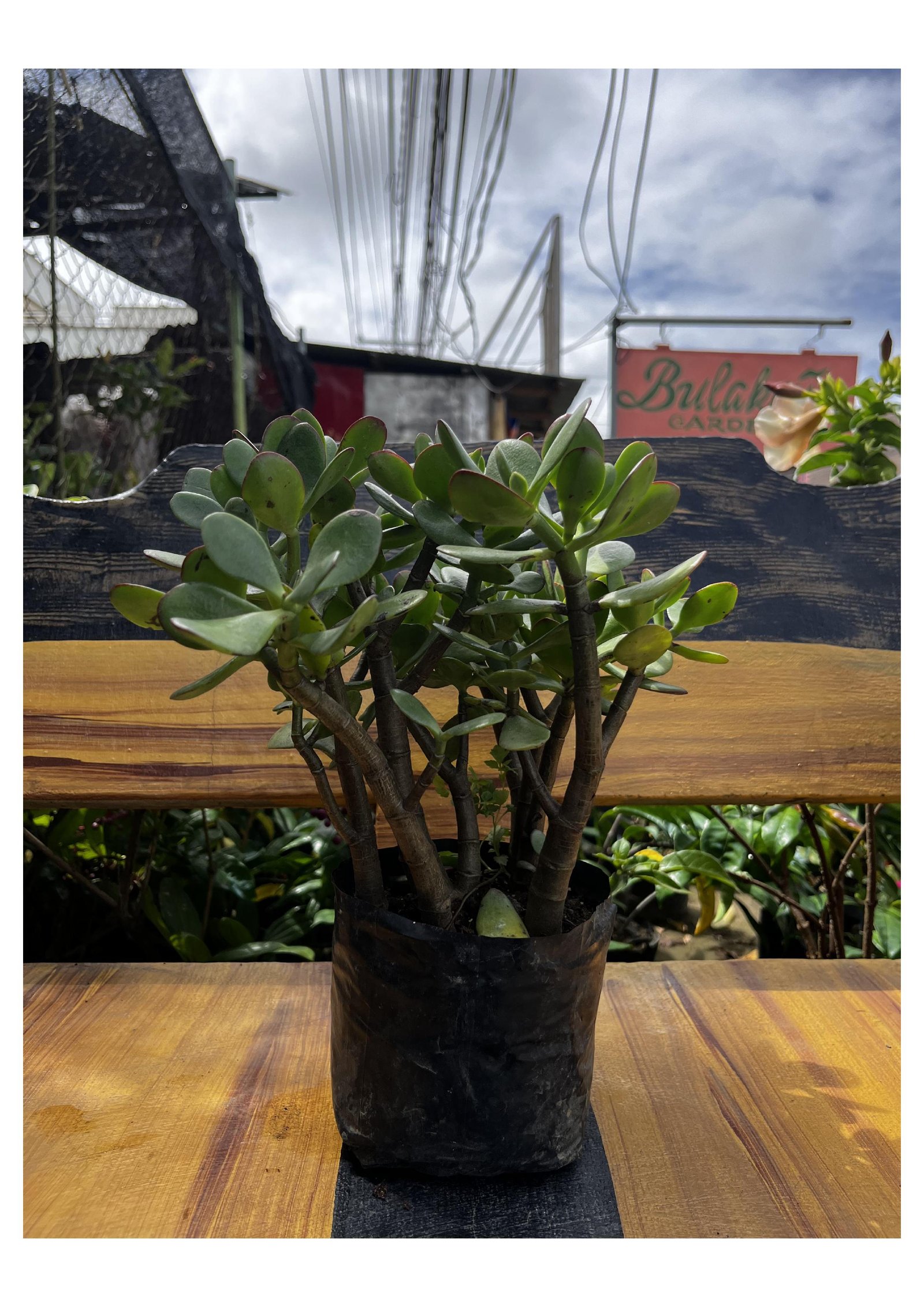Crassula Ovata