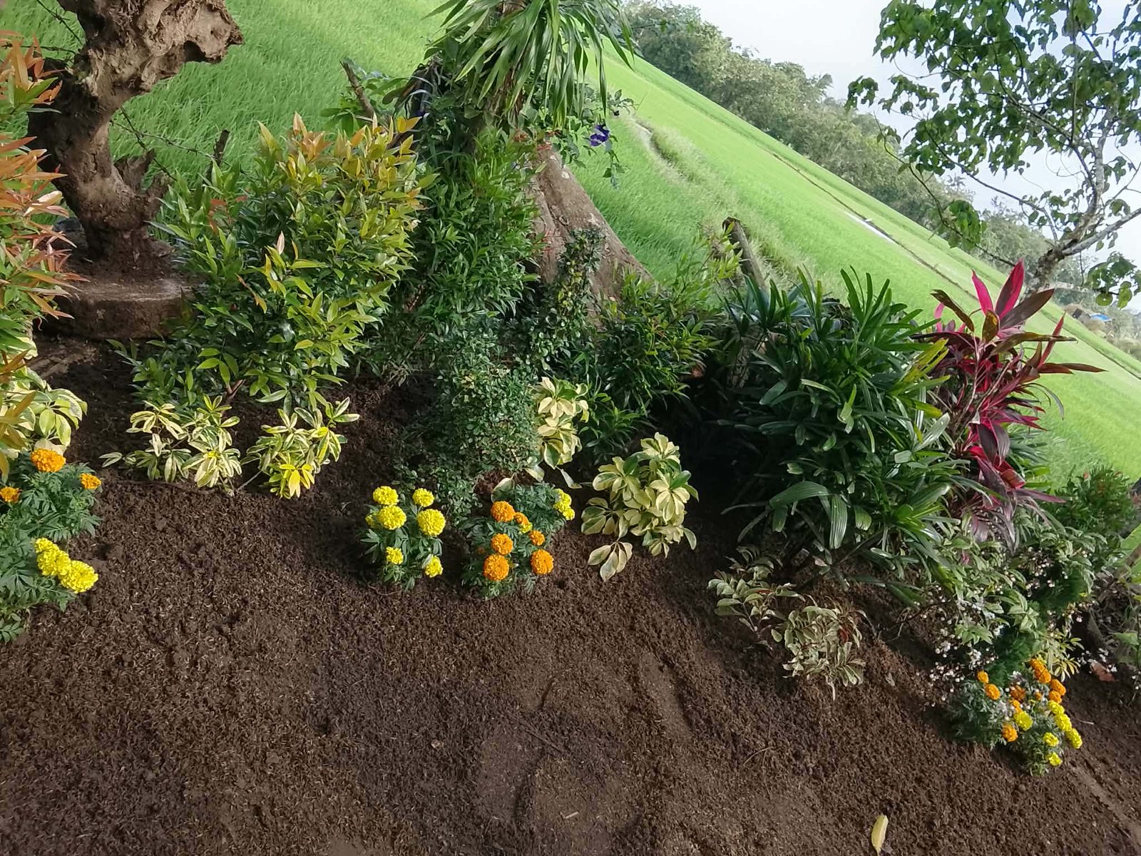 Landscaping Design and Installation