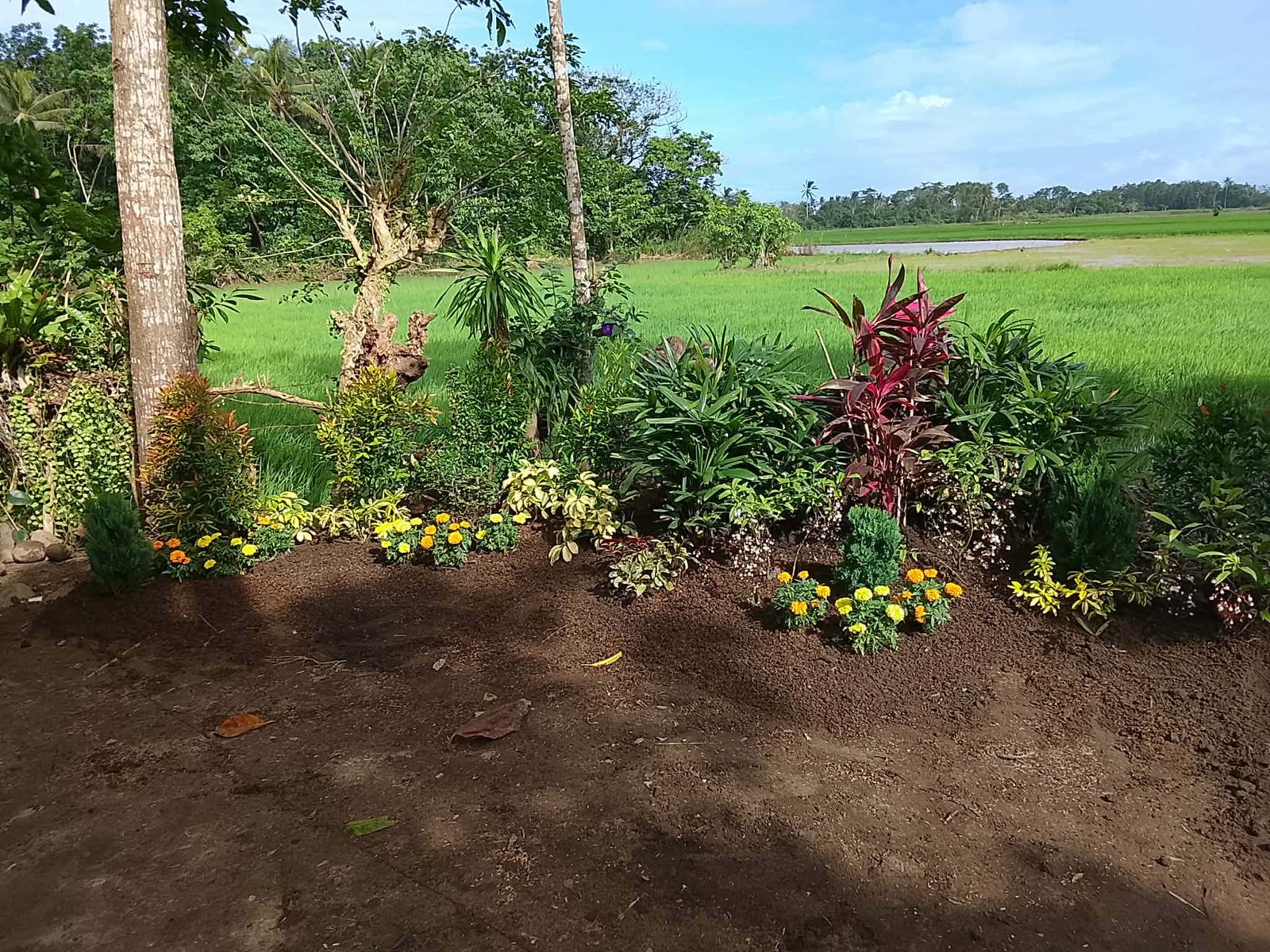 Modern garden layout