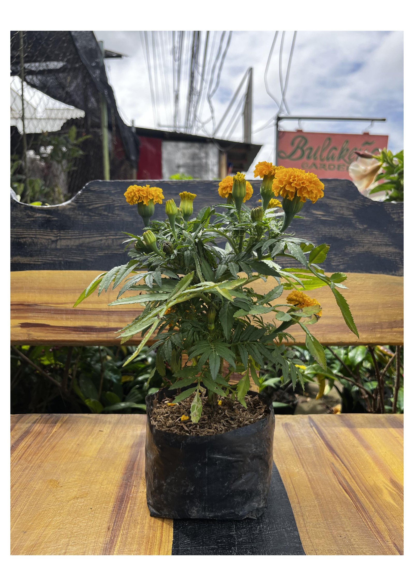 Marigold
