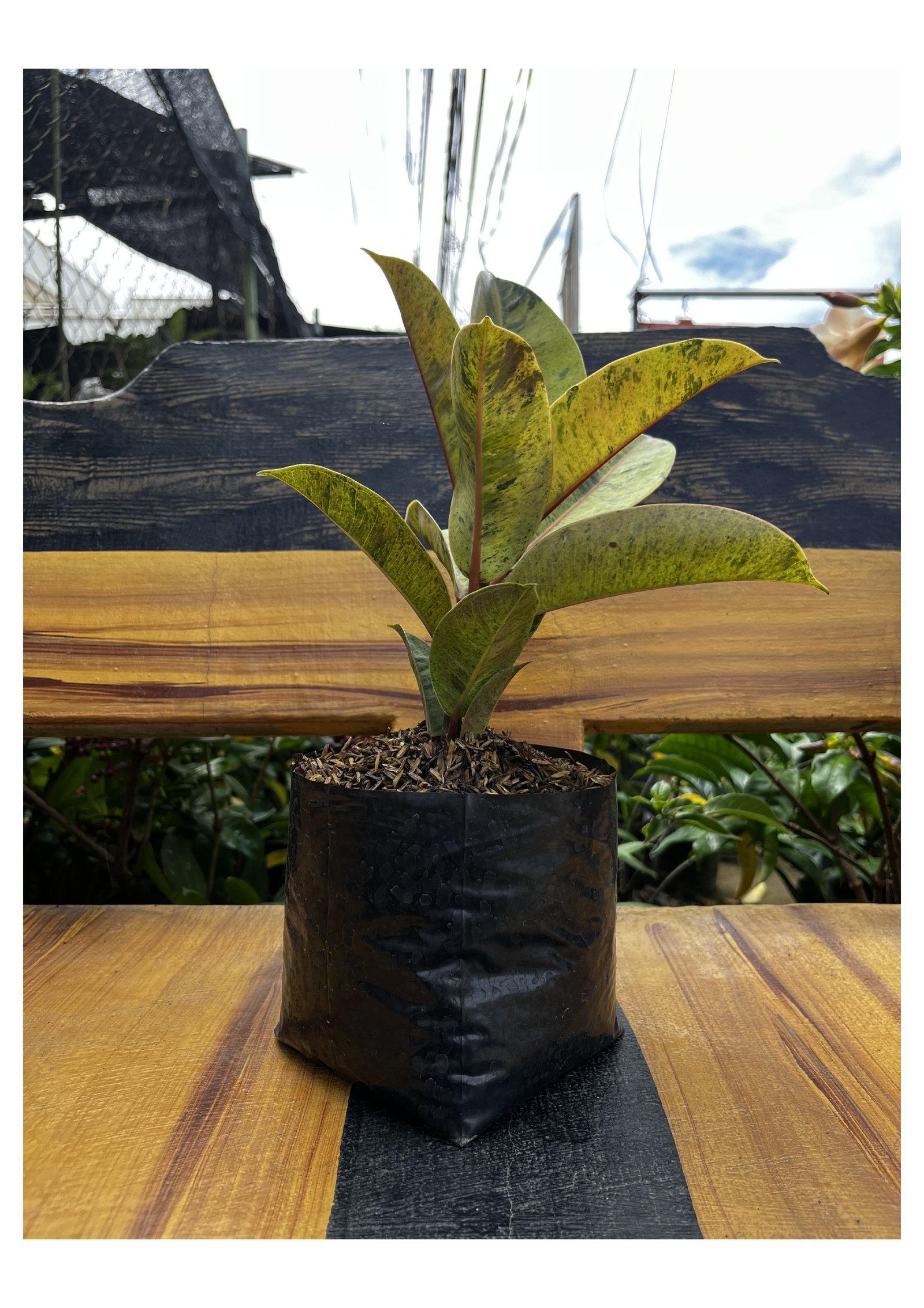 Rubber Plant