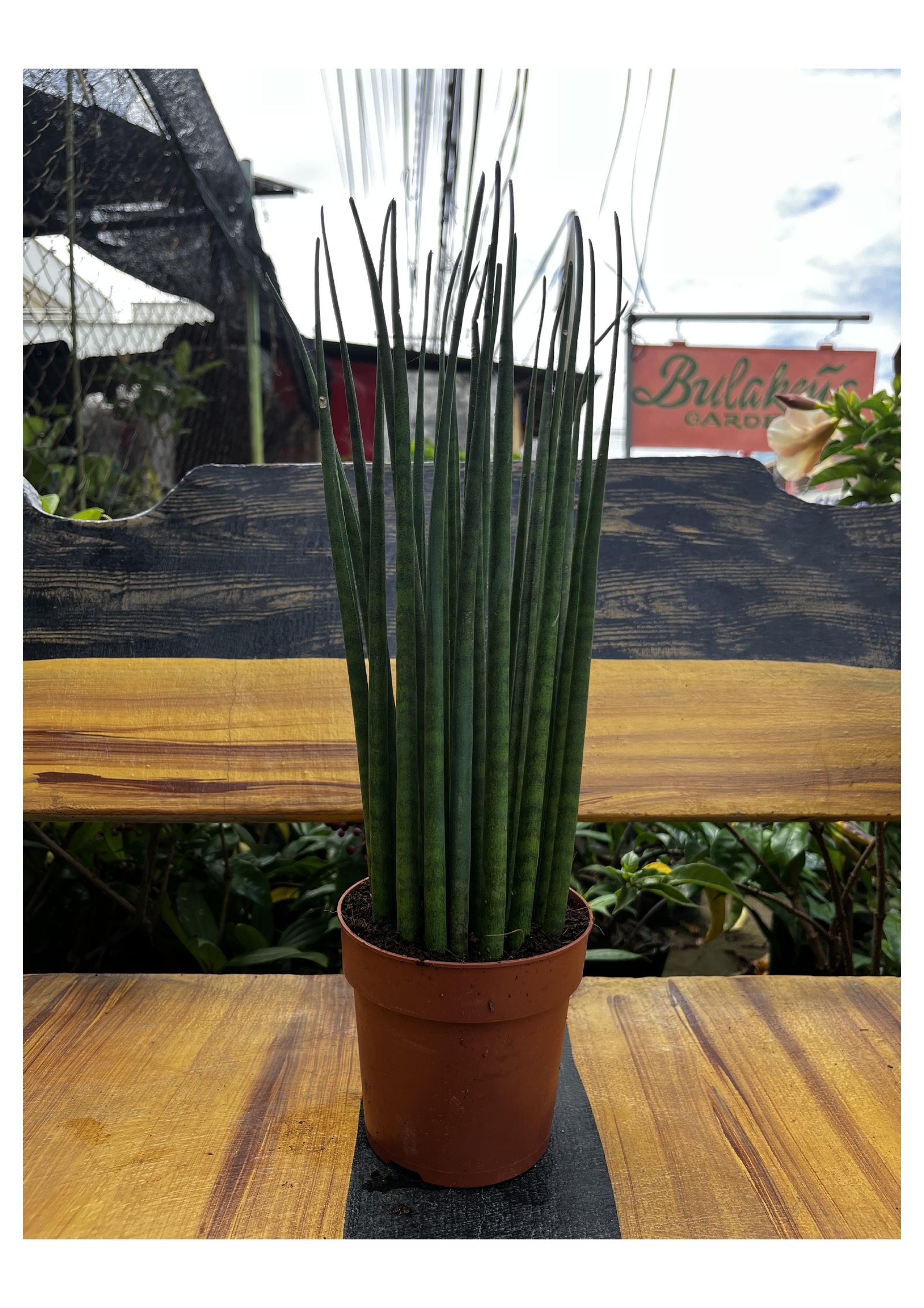 Snake Plant